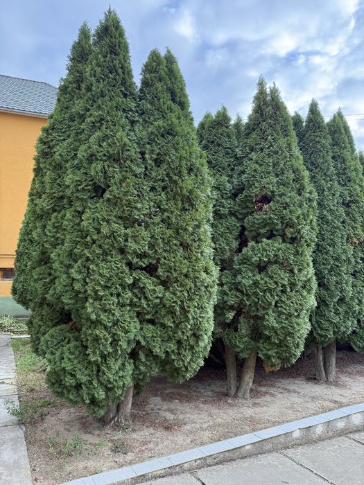 Продам великі туї