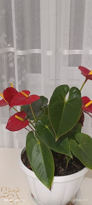 Продаються вазони антуріум