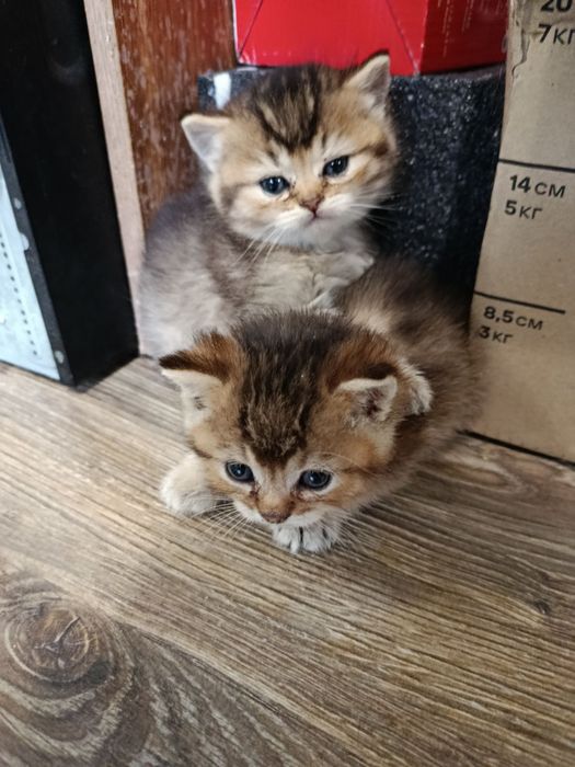 Чудові кошенятка