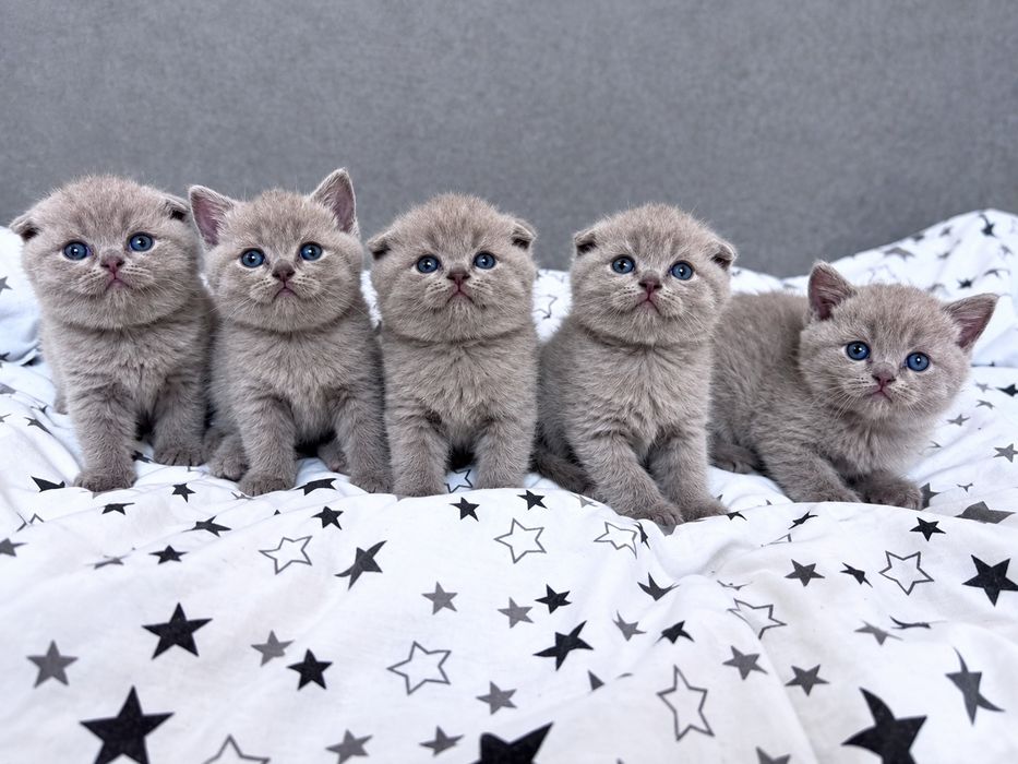 Шотландські кошенята.