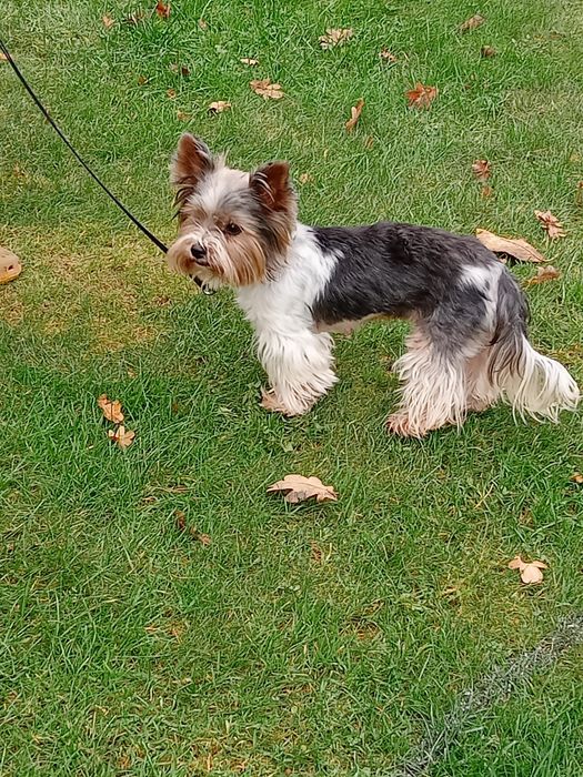 Oddam sukę za darmo