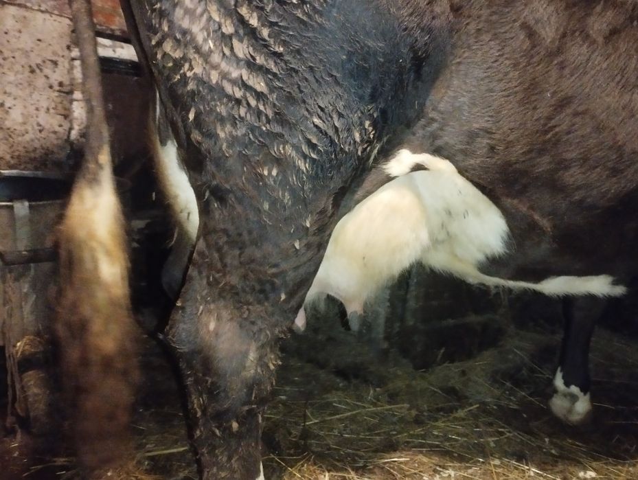 Продам корову добру молочну