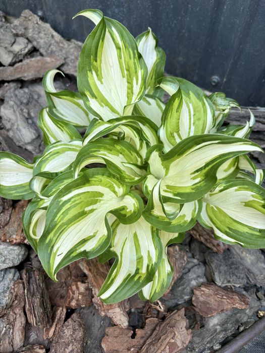 Сортові хости , гейхери . Кущі різні