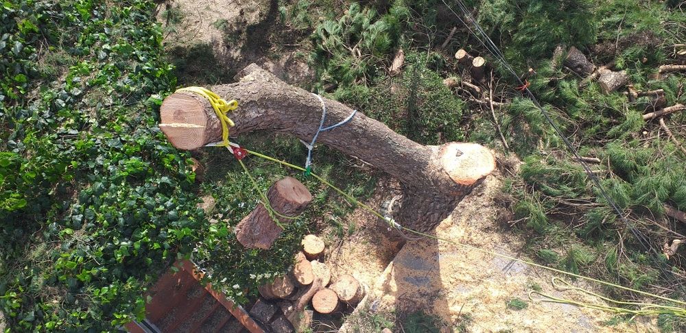 Podas / Abates / Desmatação64683974264321121