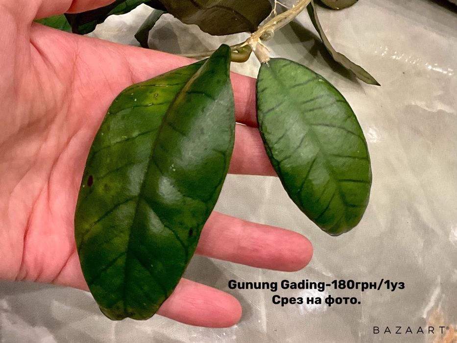 Хойя сорта срез