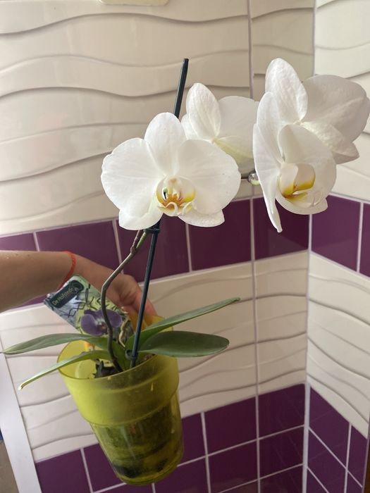 Орхі, орхідеї, орхидея, біла