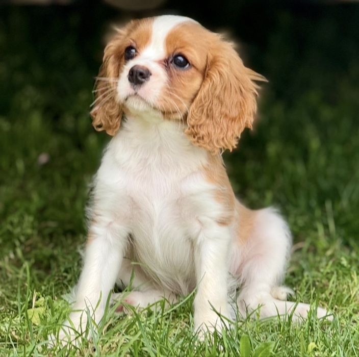 Cavalier King Charles Spaniel suczka szczeniak z rodowodem
