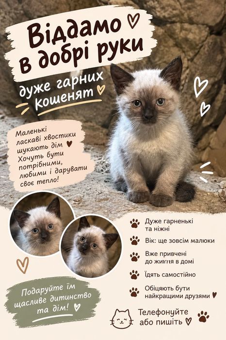 Віддамо в добрі руки дуже гарних кошенят