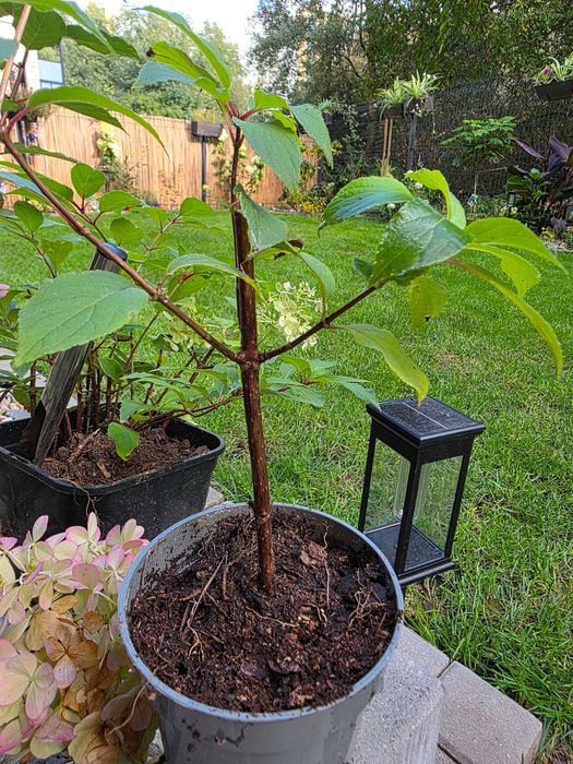 Hortensja VANILLIE FRAISE sadzonka w doniczce