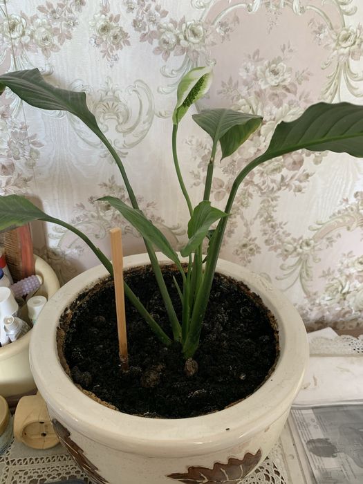 Спатефиллиум (женское счастье)