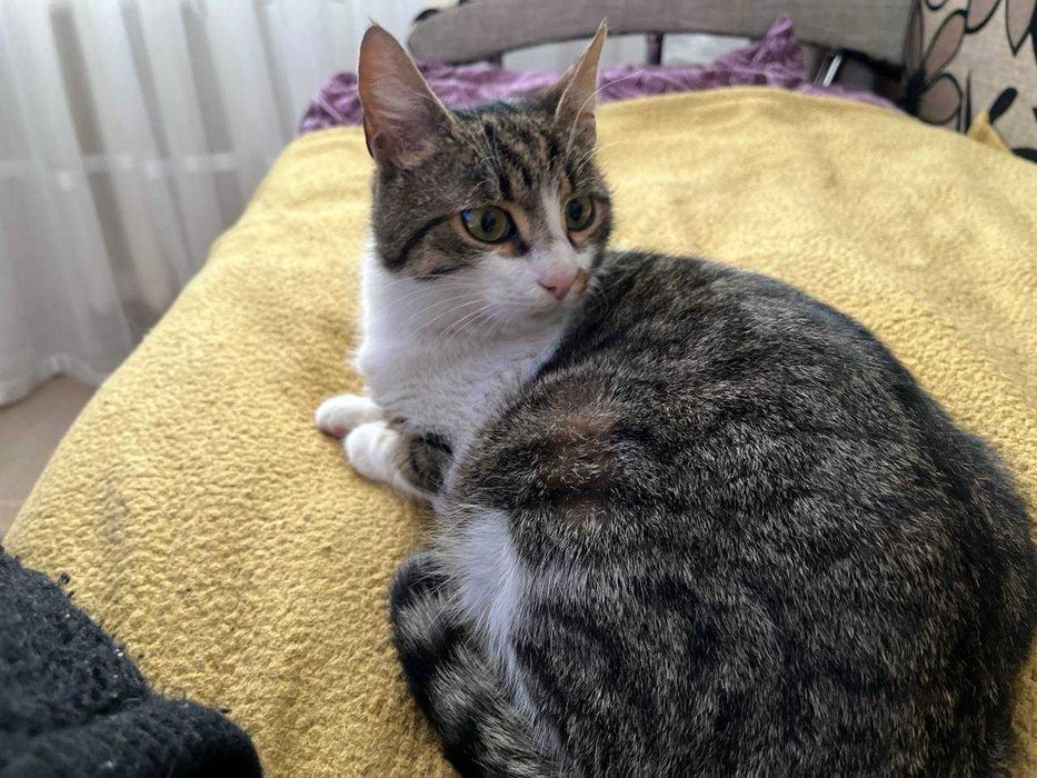 Стерилізована киця в добрі руки