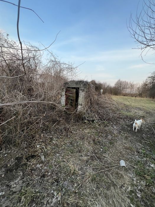 Продам будинок з ділянкою, садом,  в селі недалеко від Чернігів