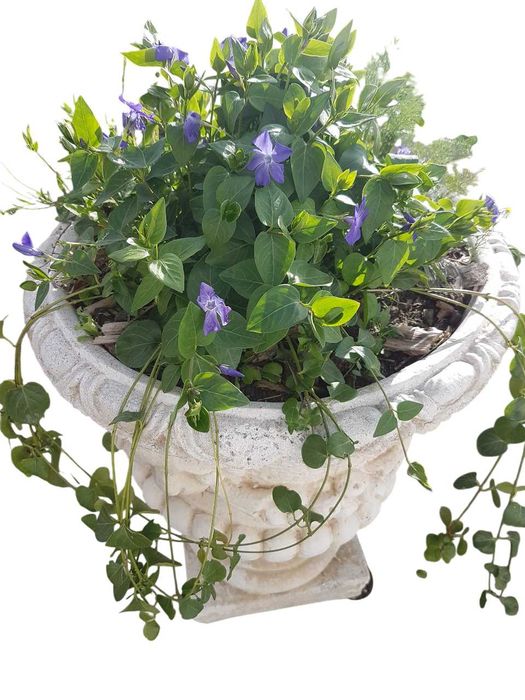 Plantas de Vinca Maior variegada ou nao variegada