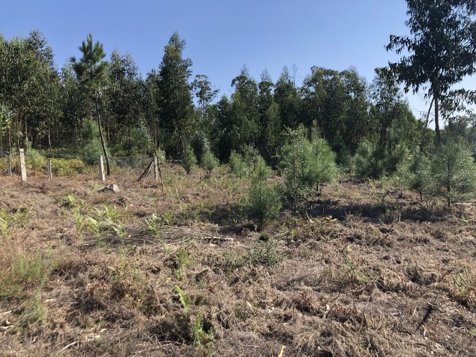 Venda Terreno rústico com mais de 2600 m2- Terra Feita Sao pedro d’arc