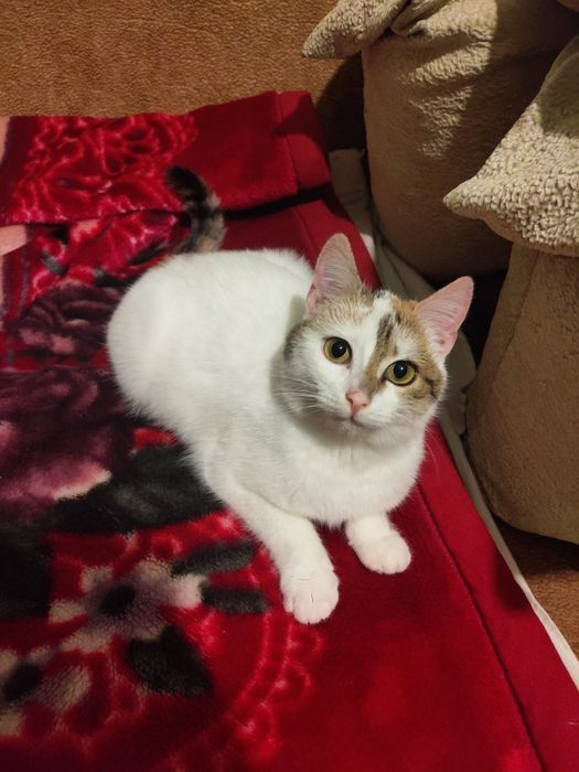 Триколірне кошеня, 6 міс