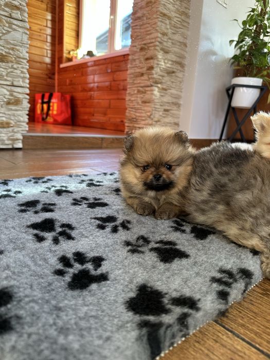 Piesek pomeranian orange typ misia