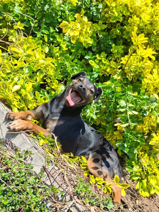 Piesek Bolo szuka domku