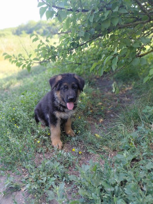 Щінки німецької вівчарки