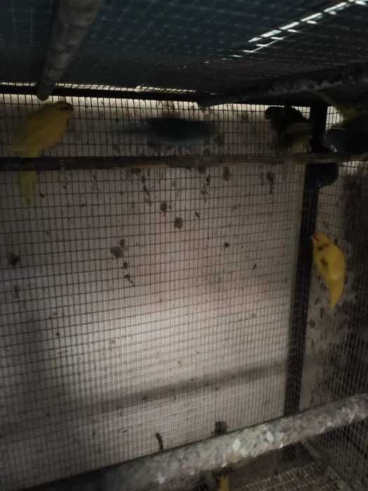 Kakarikis casais feitos muito bonitos