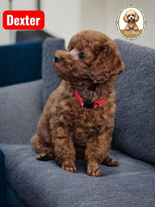 Pudel Miniaturowy  Red fawn Rodowód trzypokoleniowy do odbioru