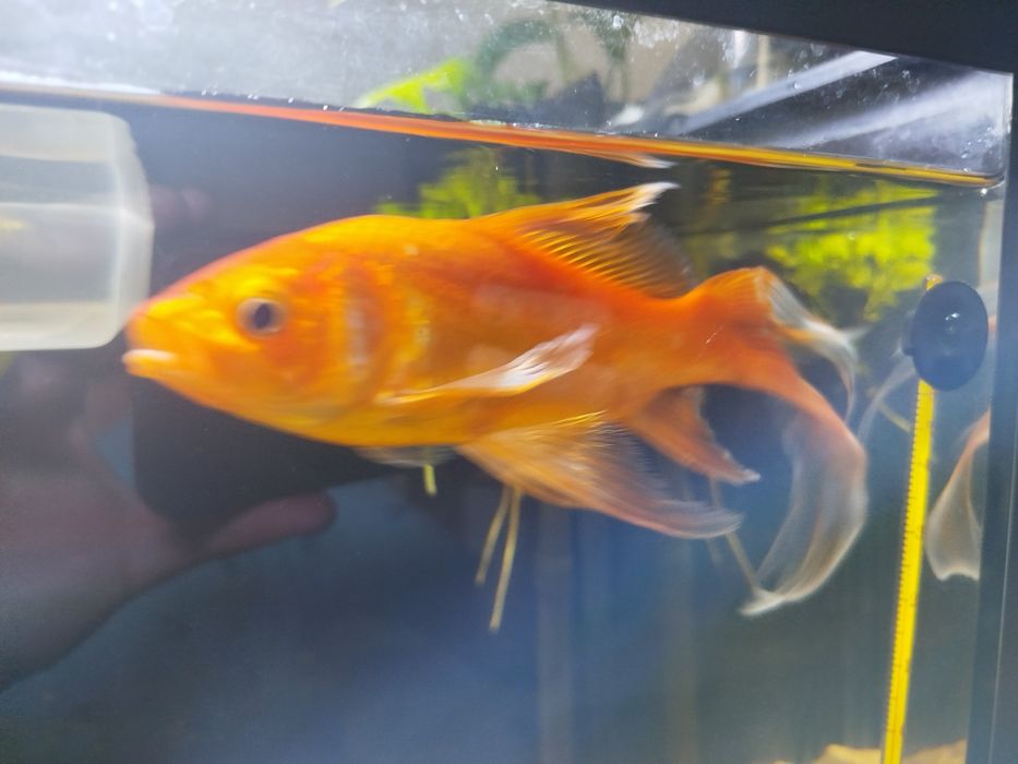 Peixes dourados bem cuidados