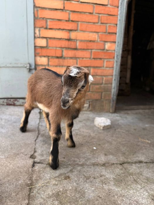 Козлики ламанча.