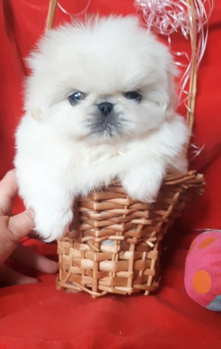 Грайливi цуценята.пекинесiки