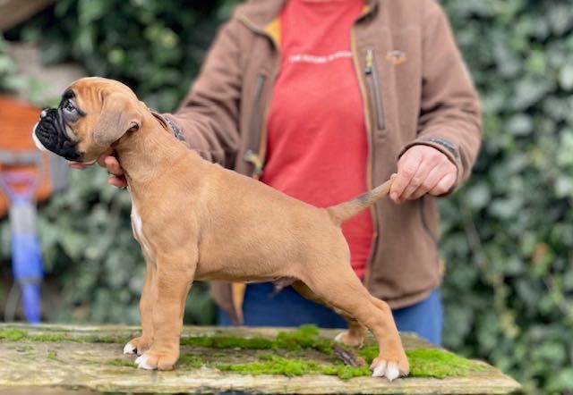 Німецький боксер . Рудий хлопчик .
