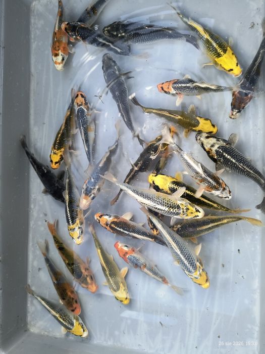Karpie Koi ! 15 cm ! Piękne kolory ! Wysyłka !