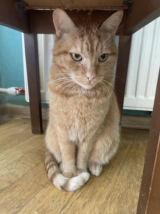 Отдам рыжего кота, 4 года, кастрирован