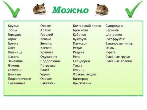 Крихітні гризунчики-попригунчики