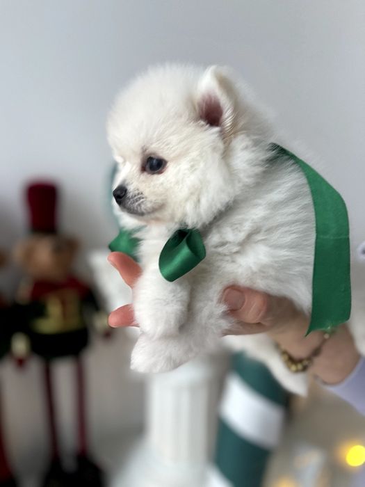 Обіймай і не відпускай  чарівні Померанські шпіци тут!