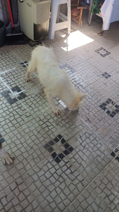 Lindos cachorros brancos para adoção