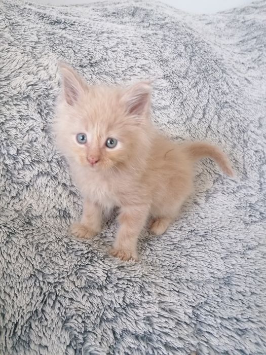 Мейн-кун   котик
