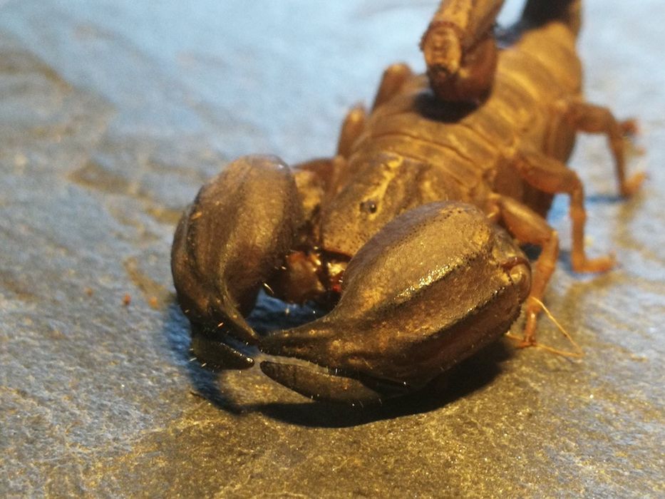 Hurt Chaerilus sp.Lale skorpion, ptasznik heterometrus,babycurus,liocheles