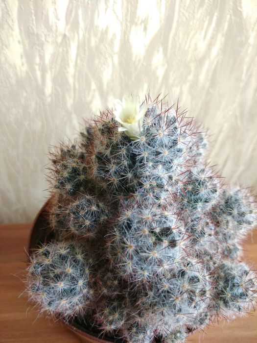 Кактуси. Кактуси