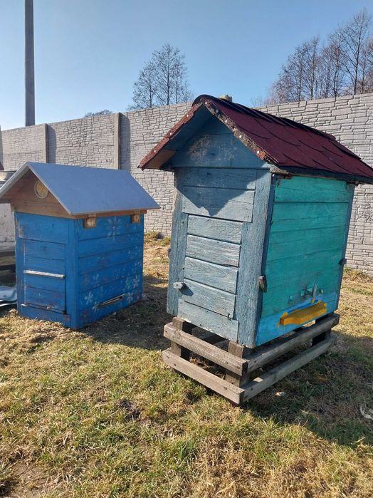 Ul pszczeli warszawski