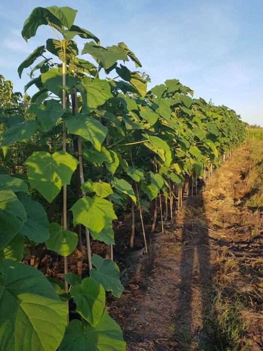Szybko rosące drzewo Paulownia Chińska ,duże sadzonki