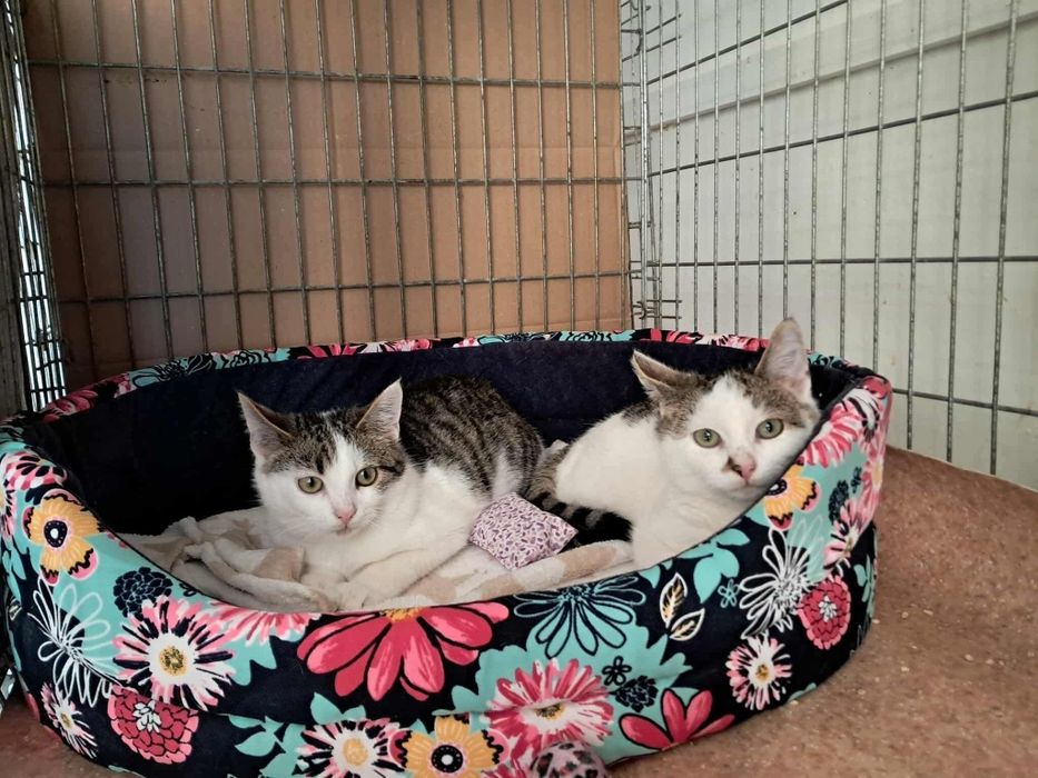 Hipp i Nan szukają domu stałego lub tymczasowego!