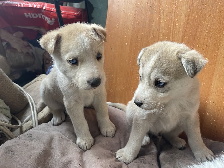 Щенята мама хаскі