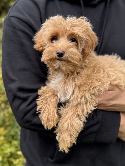 Хлопчик мальтіпу, ВСІ ЩЕПЛЕННЯ. Мальчик мальтипу, щенок. Цуценя
