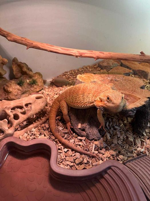 agama brodata wraz z terrarium i oświetleniem