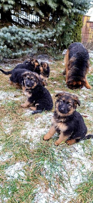 Oddam szczeniarki owczarki