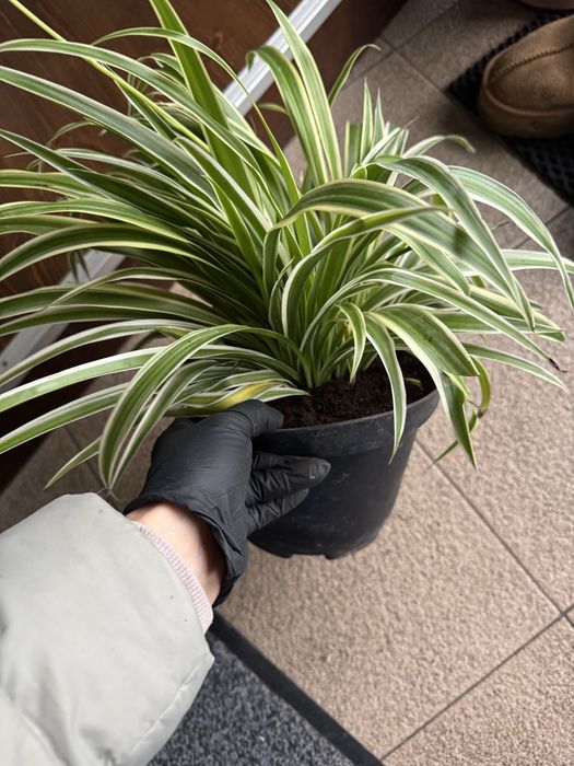 Хлорофітум продам