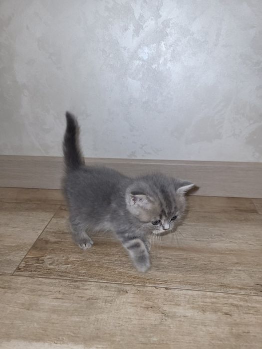 Шотландські чистокровні кошеннята .