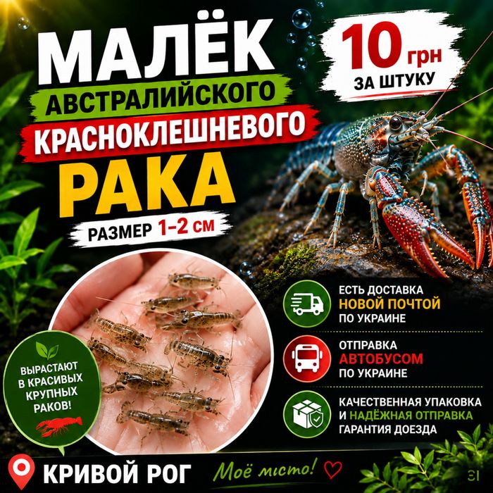 Мальок австралійського рака