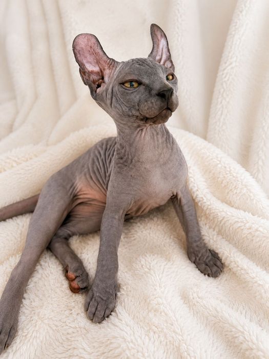 Кошеня Ельф Хлопчик, 3,5 місяці