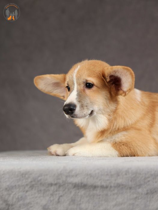 Welsh Corgi Pembroke ZKwP FCI rodzice przebadani na chor. gen.
