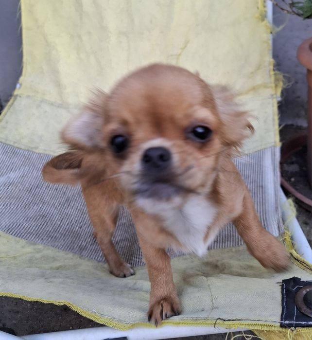 Chihuahua dziewczynka