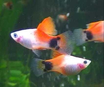 пецилия микки маус, креветка и сапфировый попугай